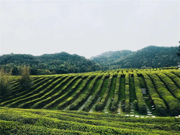 径山竹茶园 (4).jpg