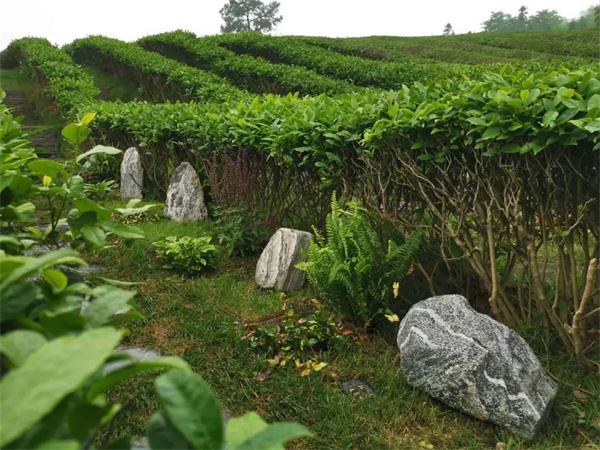 径山竹茶园 (6).jpg