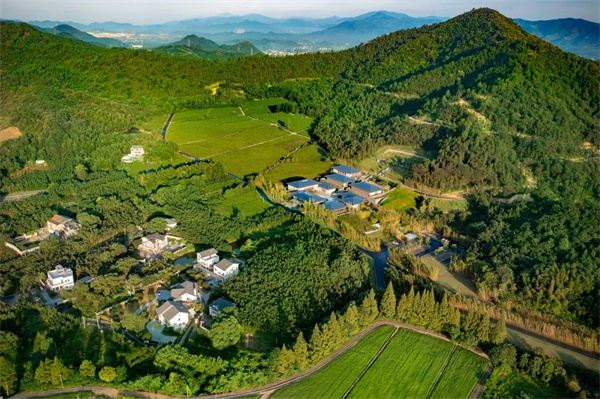 径山竹茶园 (1).jpg
